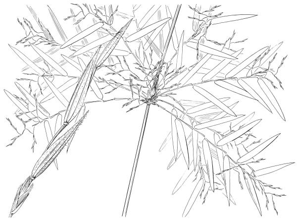 Scientific illustration of Arthrostylidium sarmentosum, a bamboo.