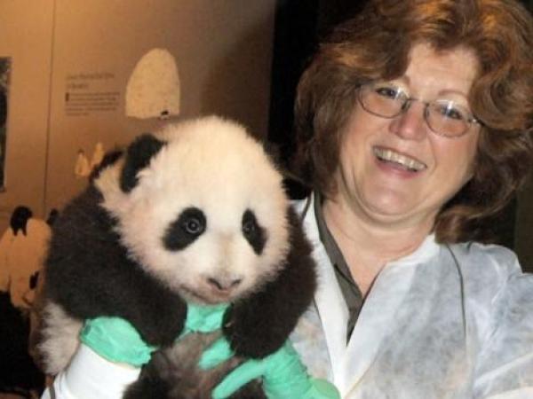 woman holding a baby giant panda.