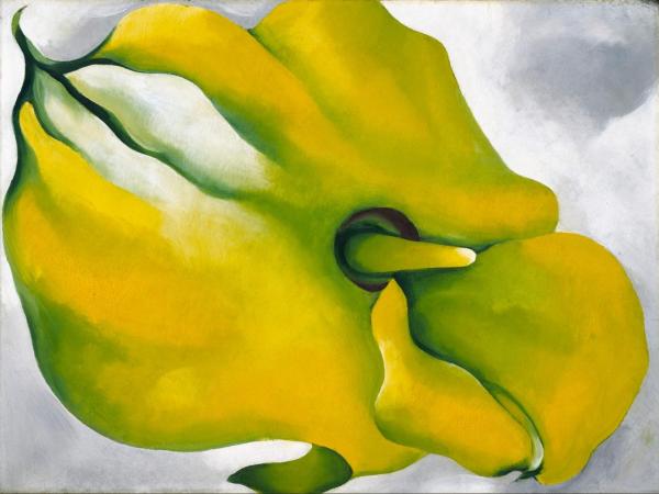 Yellow Calla detail