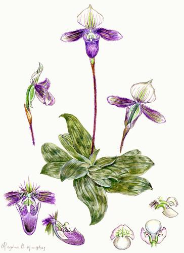 Botanical illustration of whole and detailed sections of purple and white orchids