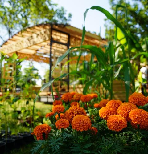 Color photograph of a garden with orange marigold flowers in the foreground and a wooden pergola in the background.