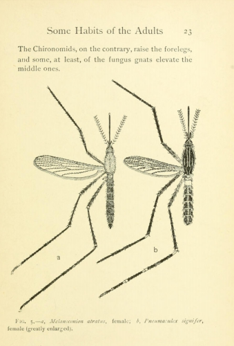 Page of book with two scientific illustrations of two mosquitoes, with just their legs and arms on the left half of their bodies. The section is titled &quot;Some Habits of the Adults.&quot;